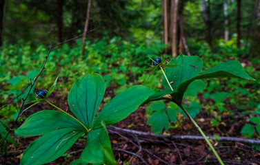 poisonous berry raven eye on a natural forest background