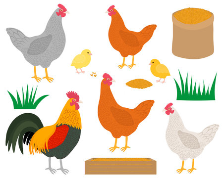 Set chicken rooster chicks feed grass vector illustration