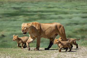 Lioness and her three lion cubs walking together in sunshine in Ndutu Tanzania