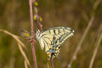 Papilio machaon perched on a flower branch in natural environment.