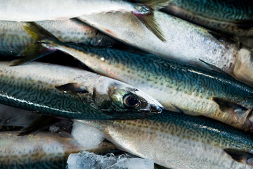 Fresh raw Fish at the fish market.