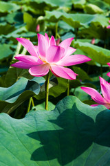 Beautiful lotus flower in the garden