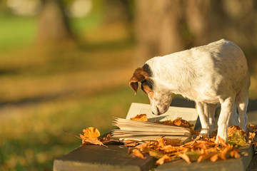 Cute Russell Terrier dog reading a book on a bench. Dog is 13 years old.