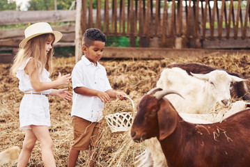 Cute little african american boy with european girl is on the farm with goats