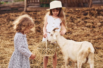 Two little girls together on the farm at summertime having weekend with goats