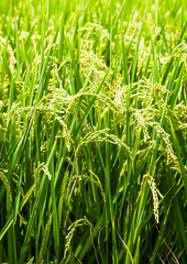 Rice crop soon to be harvest in the paddy field of Taiwan.