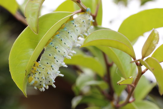 シンジュサン Images Browse 7 Stock Photos Vectors And Video Adobe Stock