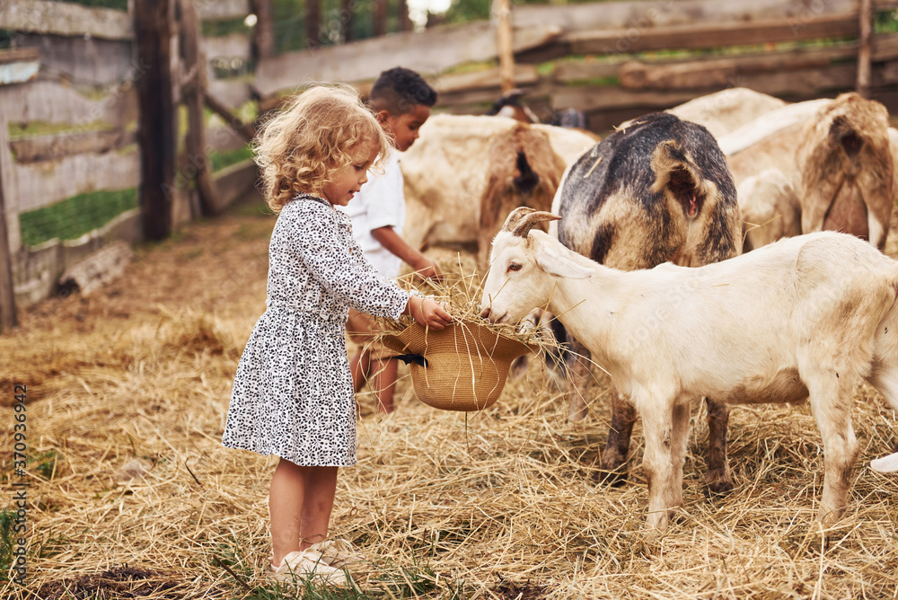 Wall mural little girl in blue clothes is on the farm at summertime outdoors with goats