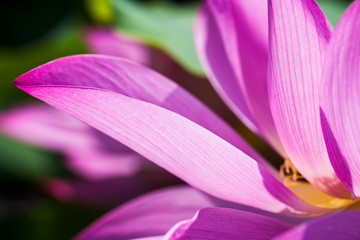 Beautiful lotus flower in the garden