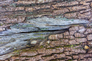 Bark of coniferous tree