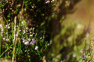 Summer flowers and Heath. Bell heather, Erica Calluna vulgaris blooms pink in the sunlight