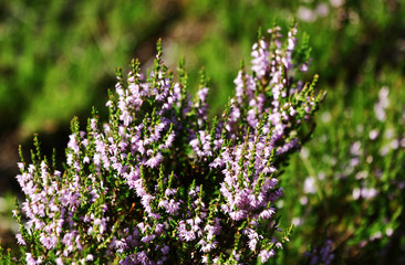 Summer flowers and Heath. Bell heather, Erica Calluna vulgaris blooms pink in the sunlight