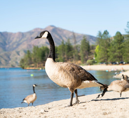 Branta canadensis, Canada goose, Temperate regions of North America. The black geese of the genus Branta are waterfowl belonging to the true geese and swans subfamily Anserinae. 