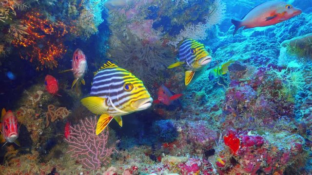 abundance of life on the Maldivian reef