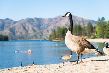 Branta canadensis, Canada goose, Temperate regions of North America. The black geese of the genus Branta are waterfowl belonging to the true geese and swans subfamily Anserinae. 