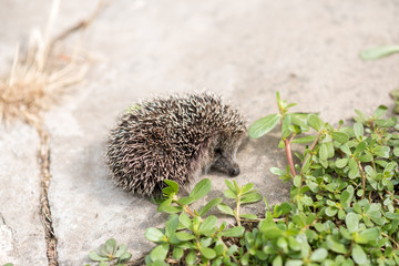 hedgehog on a green grass. Hedgehog and nature
