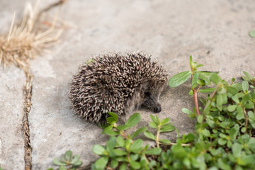 hedgehog in the forest