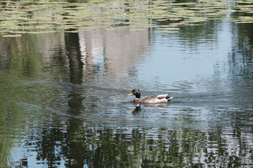 Canard colvert nageant sur le lac .