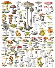 Fotobehang Mushroom and toadstool collection - vintage illustration from Adolphe Philippe Millot © Hein Nouwens