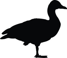 silhouette of a duck