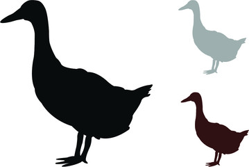 set of domestic geese