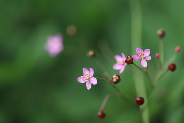 Fototapeta na wymiar 道端の小さなピンクの花　サンジカ