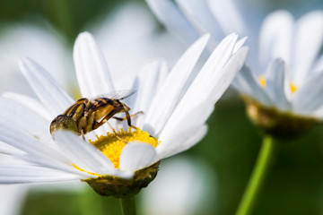Close-up cosmos flowers with the bee, in the outdoor garden.