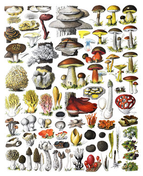 Mushrooms collage, Autumn forest mushrooms scene. Autumn mushrooms view. Mushroom collection hand drawn illustrations. / Antique engraved illustration from Adolphe Millot. Without text and numbers.