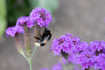 Bumble bee in purple flower in summer time
