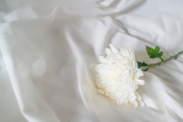 Obraz na płótnie Canvas white flower in the morning