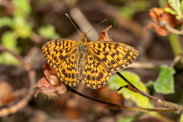 Nymphalidae Boloria dia perched on a flower branch in its natural environment.