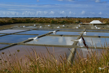 Vue sur les marais salant - Bretagne - France- entre La turballe et Guérande à la découverte de...