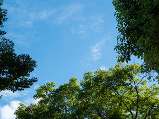 紅葉と楠木と青い空