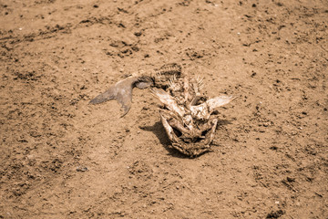dead fish on the beach