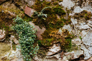 Old concrete or rock wall with green moss and fern