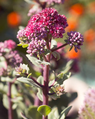 Hylotelephium telephium or Sedum telephium known as orpine, livelong, frog's-stomach, harping Johnny, life-everlasting, live-forever, midsummer-men, Orphan John and witch's moneybags
