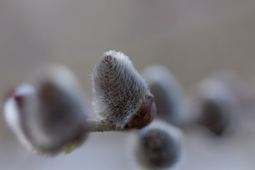 Weidenkätzchen Blume, Blüte, Natur, Flora, Nahaufnahme, Pflanz © Jörg