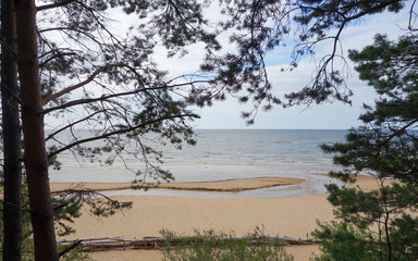 trees on the beach