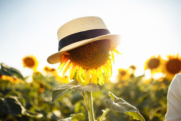 Single sunflower in a hat on the background of a field of sunflowers on a sunny summer day. Joy,...