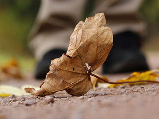 Herbstlaub, Herbstblatt, herbst, Blatt, Natur, Baum, laub, braun, wald, jahreszeitlich, pflanze