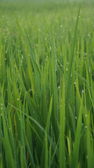 Fototapeta na wymiar Green rice plant leaves with dew and bokeh
