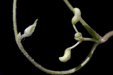 Closeup of the flower pod of the Lime bean, (Phaseolus lunatus)