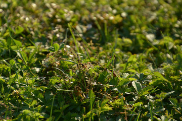 cluster of winged red ants in green grass before they start to fly in summer