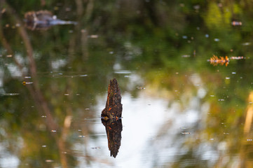 a small pond in a natural  moor reflects the surroundings