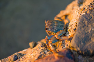 crab on stone surface at summer seacoast sunset