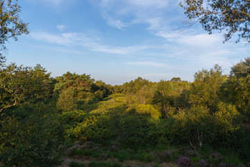 a view  over a natural moor on a summer morning