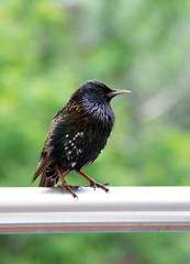 A curious Starling sits on a crossbar .