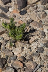 Tiny yellow inflorescences bloom from Devil Spineflower, Chorizanthe Rigida, Polygonaceae, native herbaceous annual in the periphery of Twentynine Palms, Southern Mojave Desert, Springtime.
