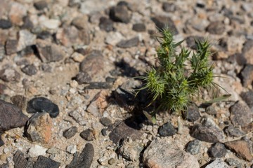 Tiny yellow inflorescences bloom from Devil Spineflower, Chorizanthe Rigida, Polygonaceae, native herbaceous annual in the periphery of Twentynine Palms, Southern Mojave Desert, Springtime.