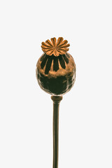 Dried poppy seed head with stem on white background